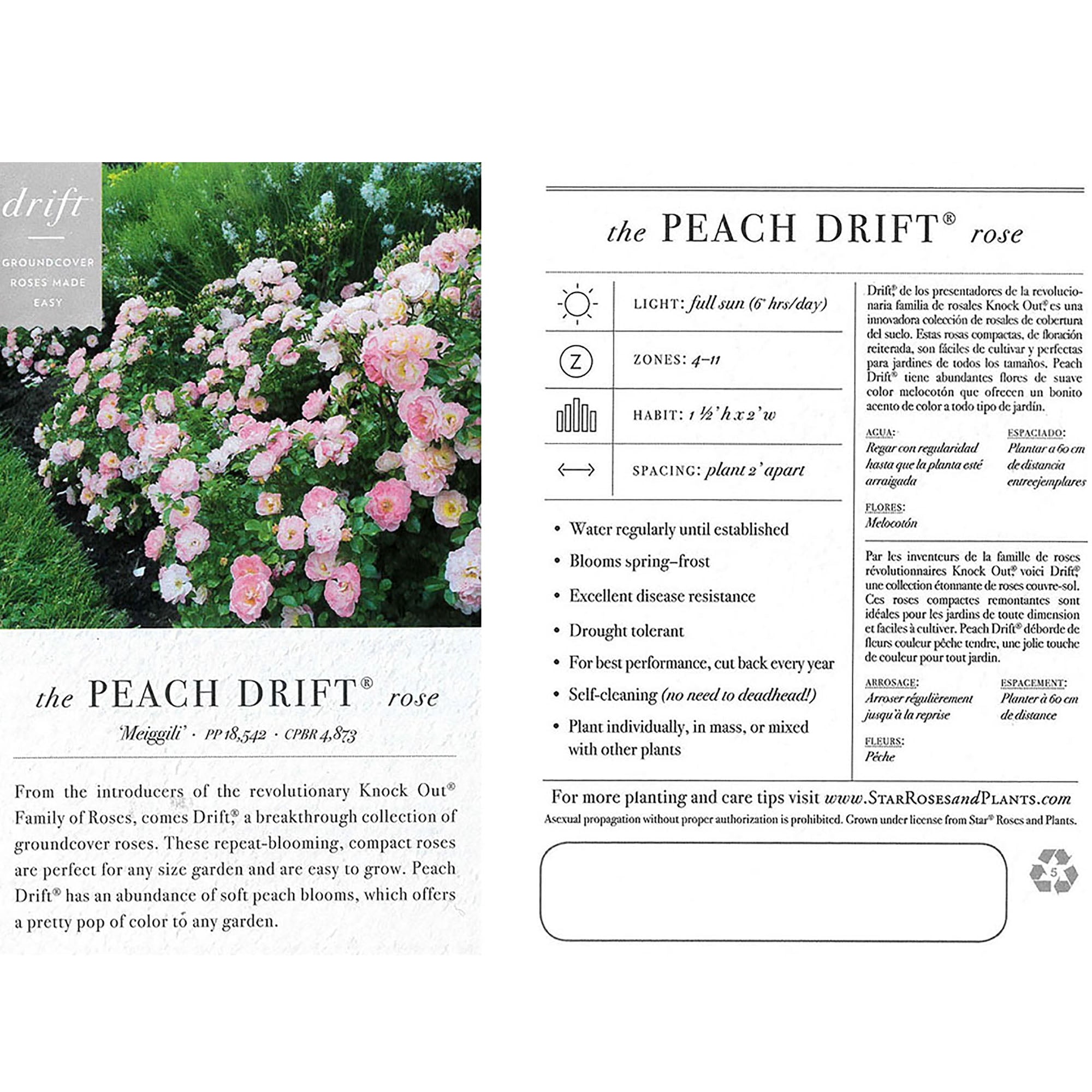 Drift Peach Rose Live Shrub (2 Gallon)