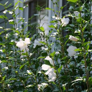 PROVEN WINNERS 2 Gal. White Pillar Rose of Sharon (Hibiscus) Plant with White Flowers 14761