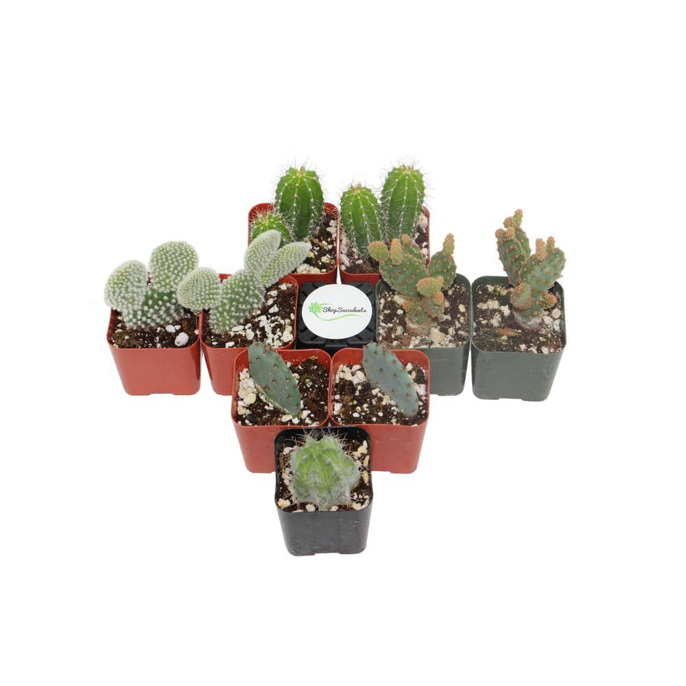 Shop Succulents 2 in. Cactus and Succulent (Collection of 9) CS9