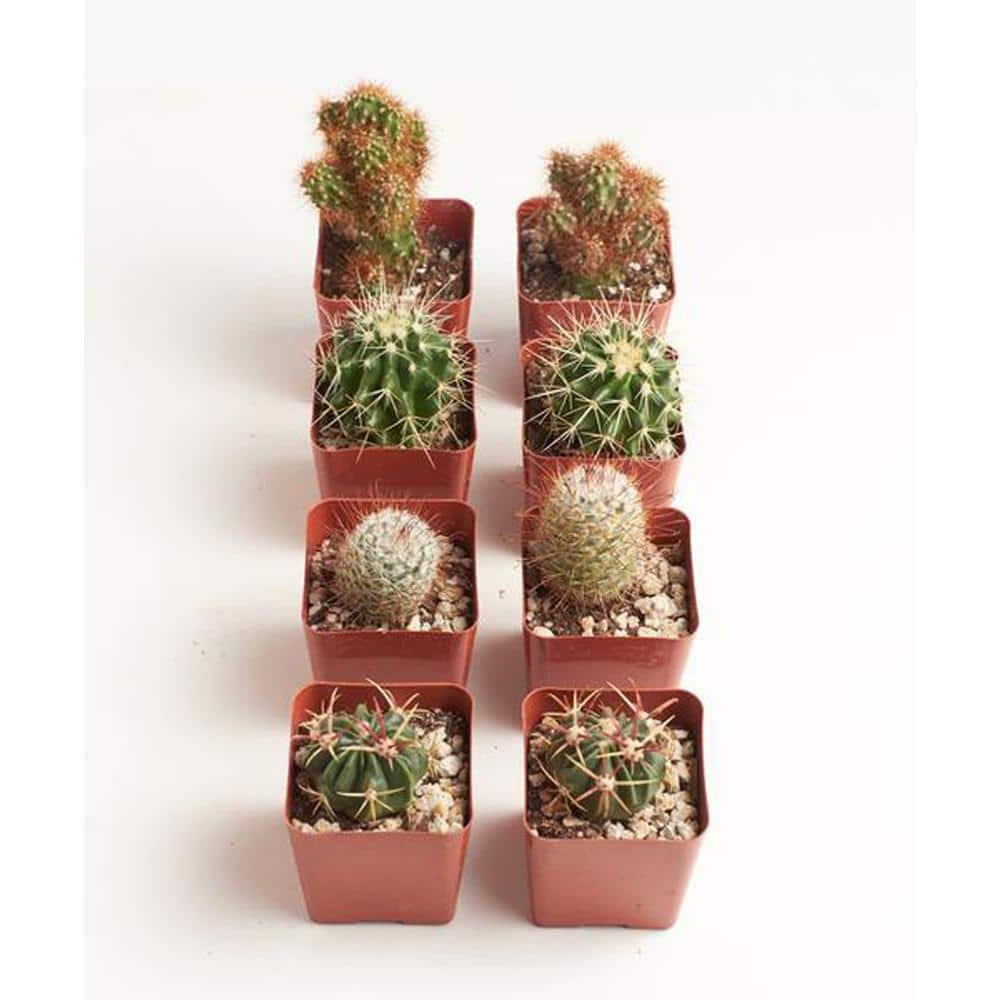 Shop Succulents 8 Plants Instant CactusSucculent Collection with 2 in. pots 8-cacti-2