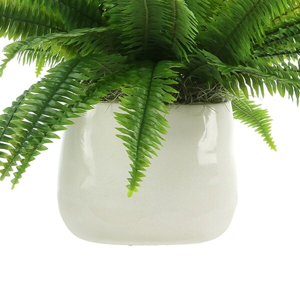 Boston Fern Arranged in Ceramic Pot