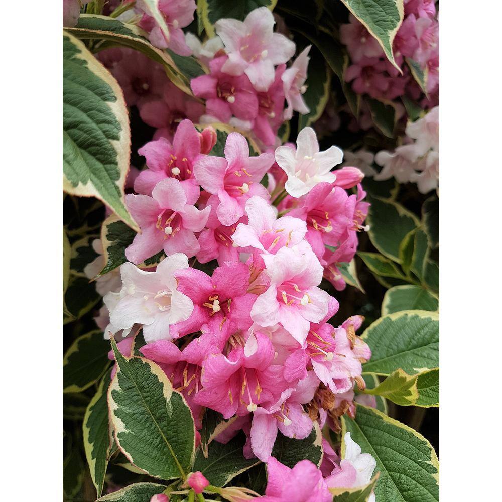 Online Orchards 1 Gal. Minuet Weigela Shrub Innumerable Fragrant Fuchsiacolored Blossoms SBWG001
