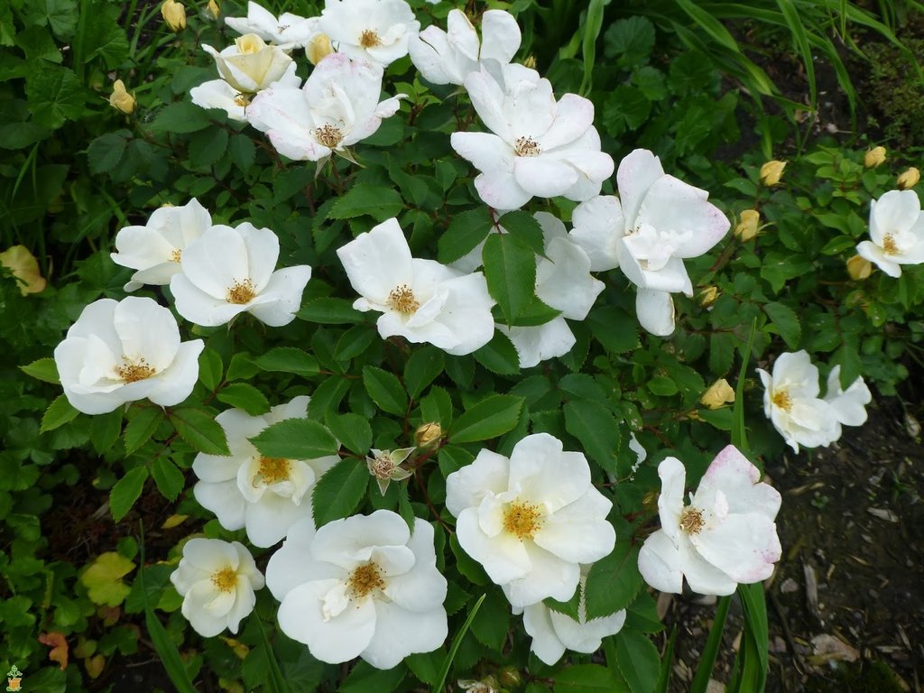 White Knockout Rose