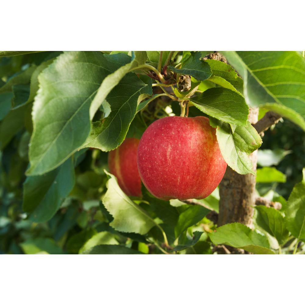 Online Orchards Ambrosia Apple Bare Root Tree FTAP014