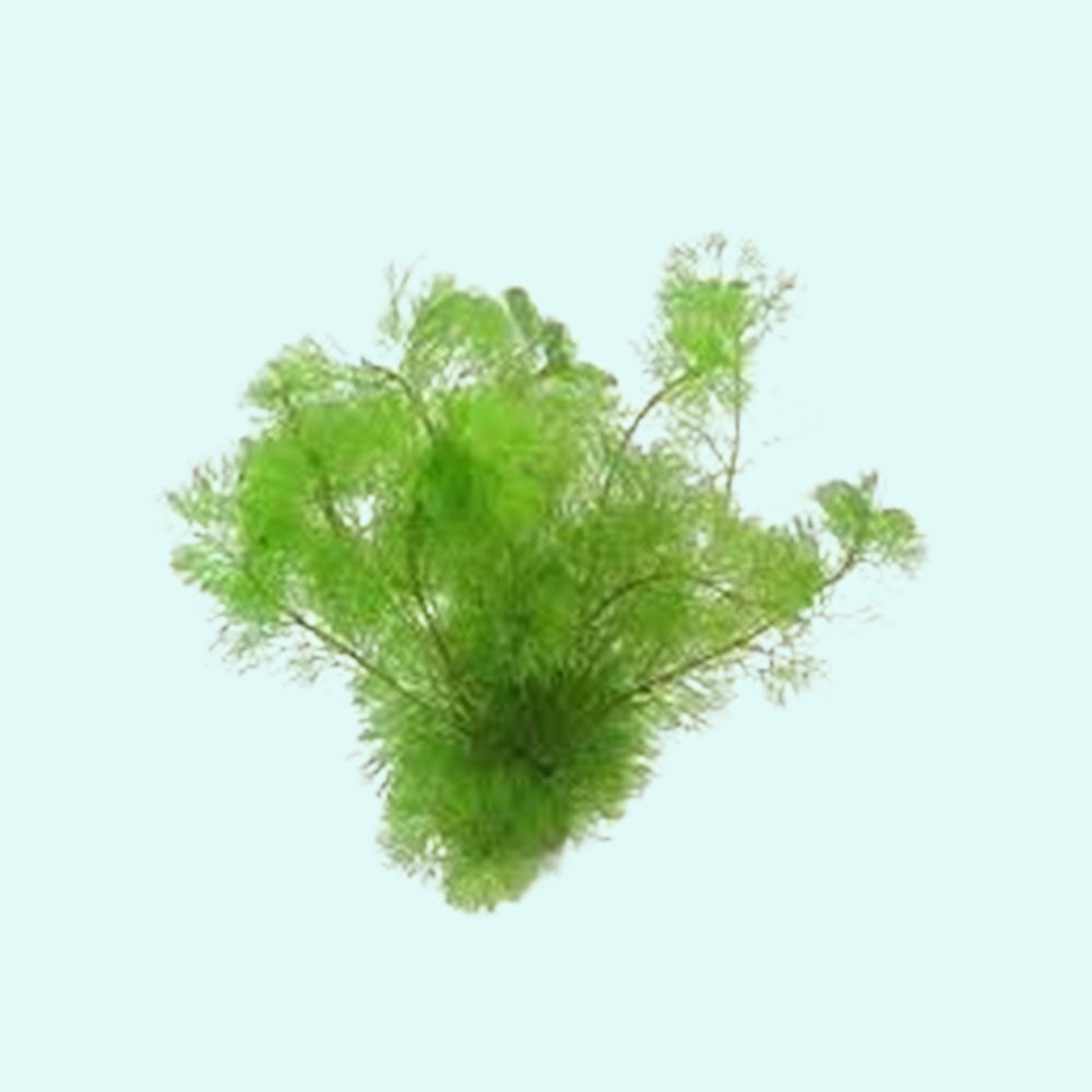 Cabomba Caroliniana Bunch Live Aquarium Plants BUY2 GET1 FREE