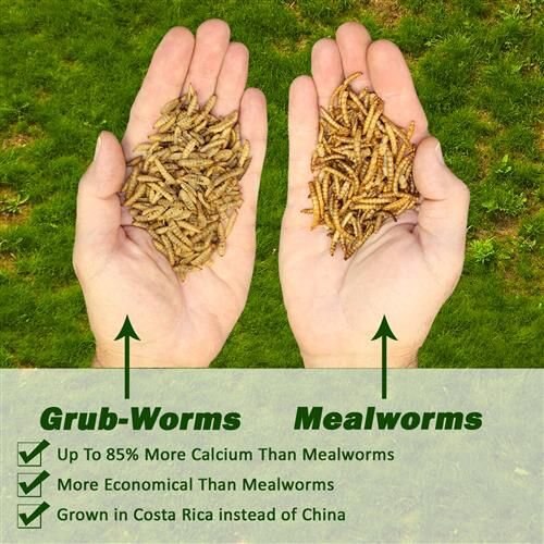 Exotic Nutrition Grub-Worms Dried Black Soldier Fly Larvae Bird Food， 2.5-lb bag