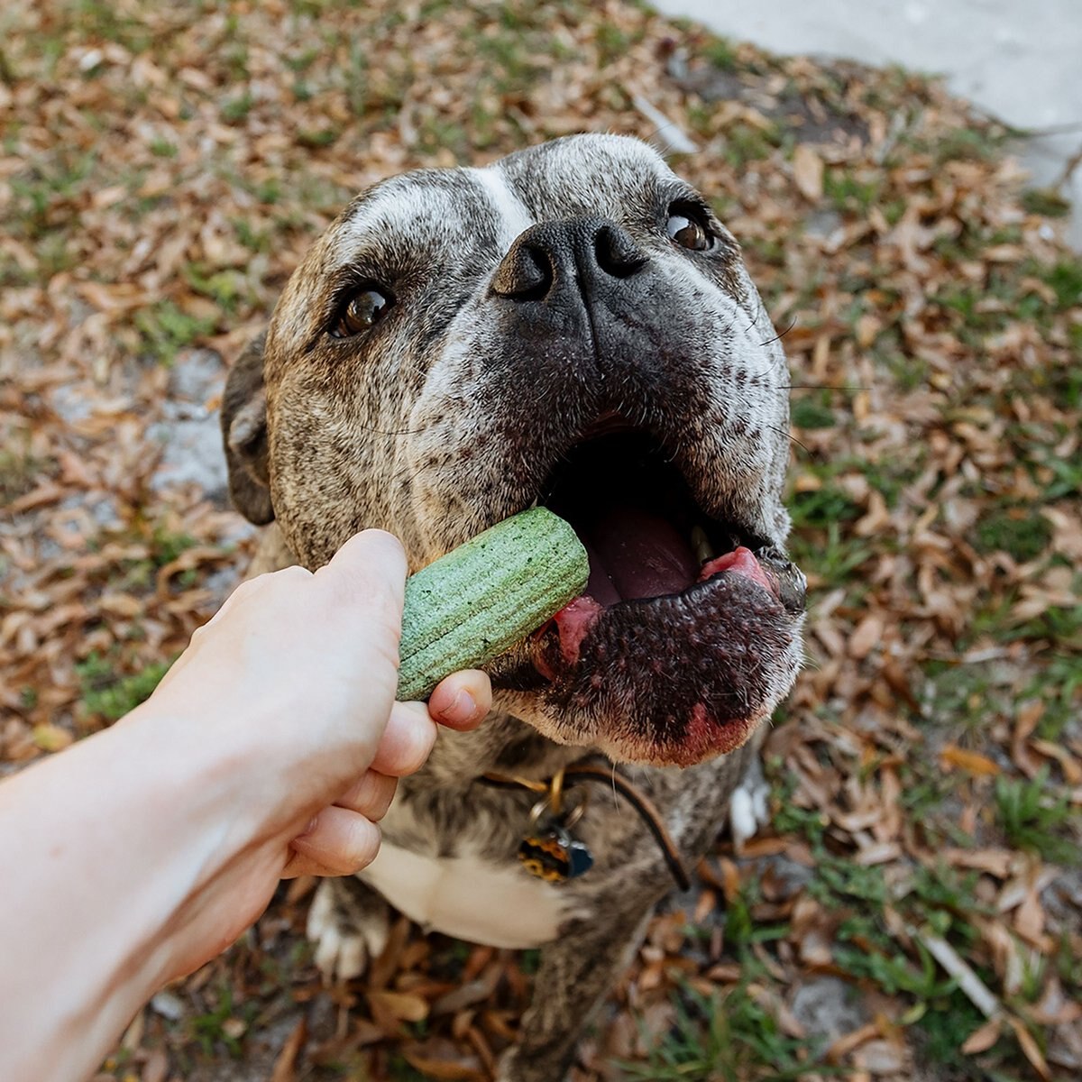 Ark Naturals Brushless Toothpaste Gray Muzzle Large Senior Dental Dog Treats