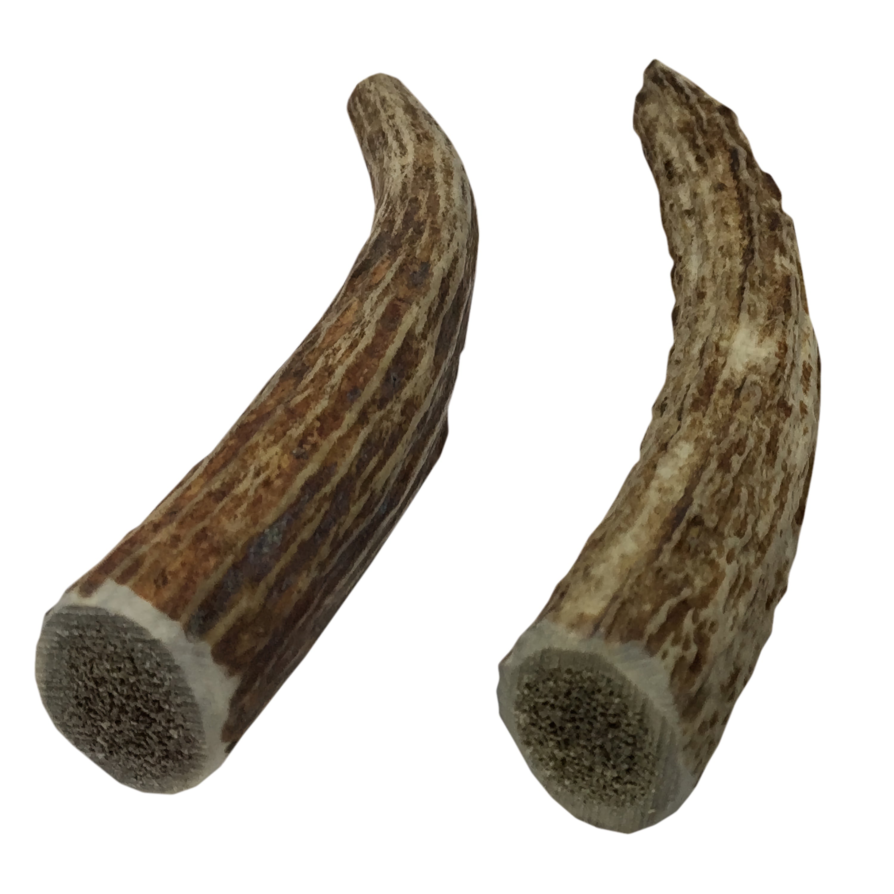 Deluxe Naturals Elk Antler Dog Chew Twin Pack， Medium Whole Antlers