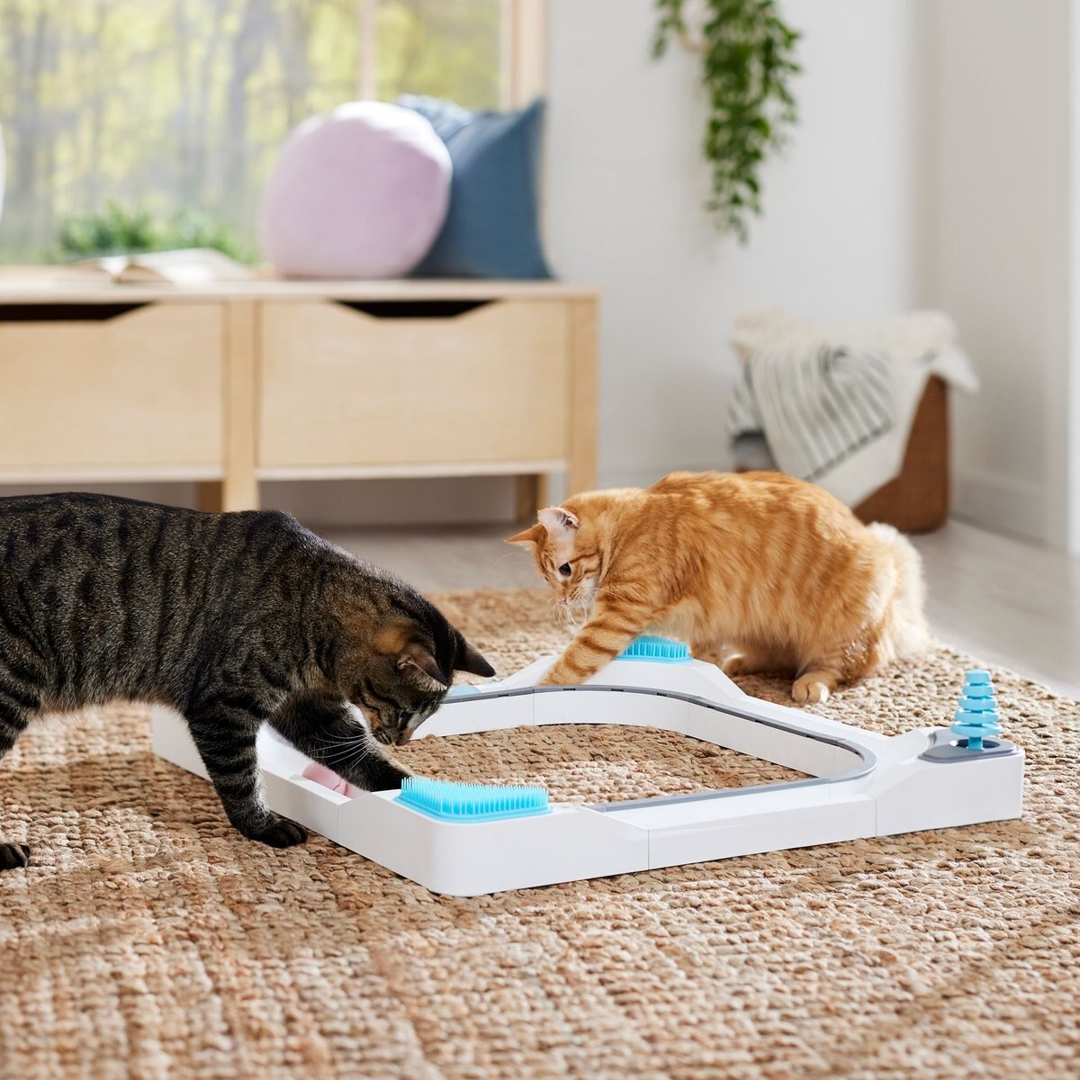 Frisco Play Activity Track Cat Toy