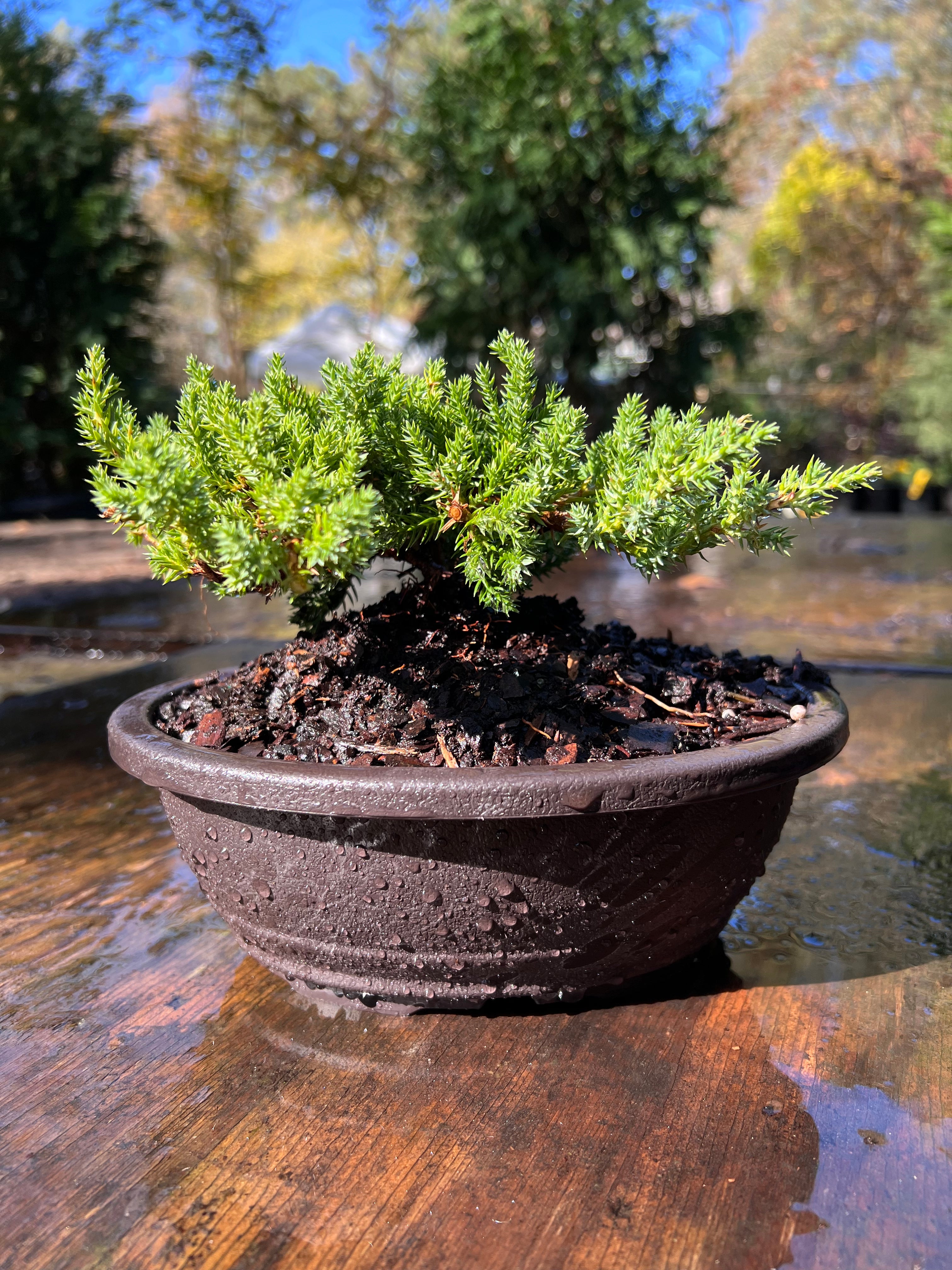 Juniper Bonsai (Live) - Very Cold Hardy, Live & Exotic