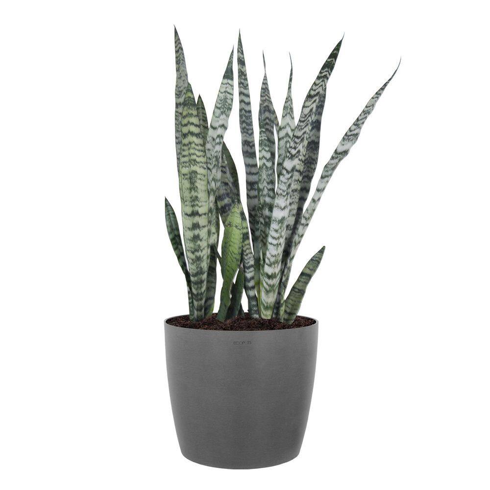 United Nursery Sansevieria Zeylanica Live Snake Plant Indoor Outdoor Easy Care Plant in 10 inch Premium Ecopots Grey Pot SZEYLANICA10GR