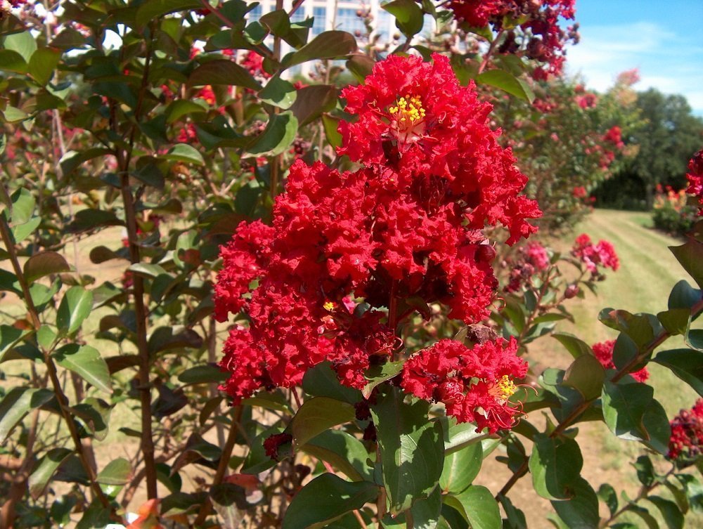 Double Dynamite Crape Myrtle