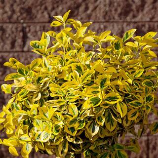 national PLANT NETWORK 2.25 Gal. Euonymus Golden Flowering Shrub with White Blooms HD1080