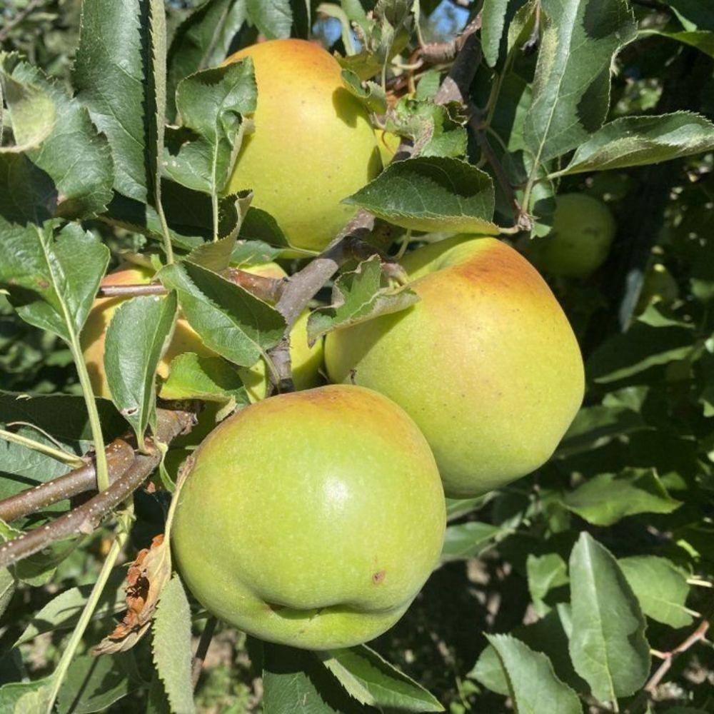 SOUTHERN LIVING 5 gal. Shizuka Apple Tree APPSHI05G