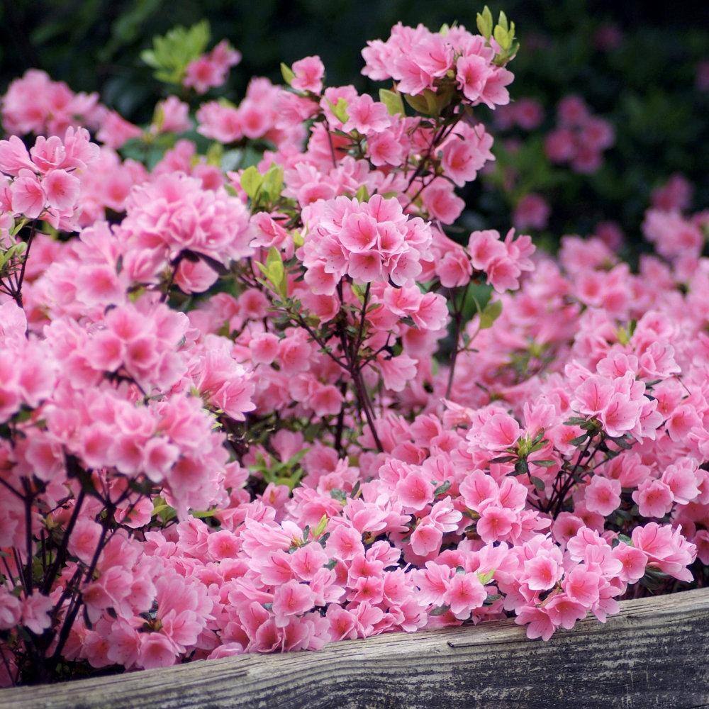 national PLANT NETWORK 2.25 Gal. Pink Ruffles Azalea Plant with Pink Blooms HD7624