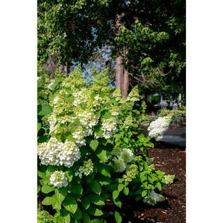 BLOOMIN' EASY 2 Gal. Moonrock Hardy Hydrangea (Paniculata) Live Shrub Cream and Lime Green Flowers DGHG5081