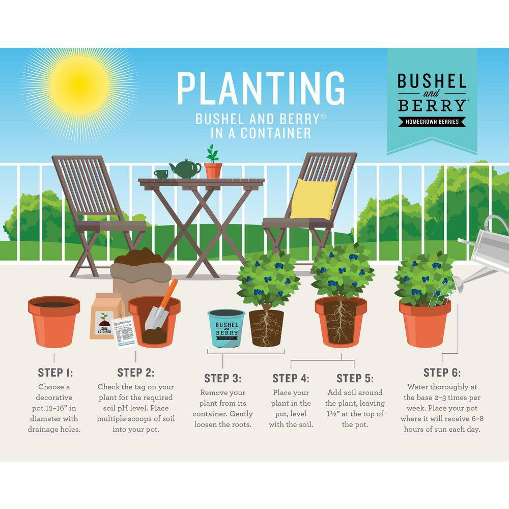 BUSHEL AND BERRY 2 Gal. Bushel and Berry Peach Sorbet Blueberry Live Plant with Tropical Flavored Berries O893802