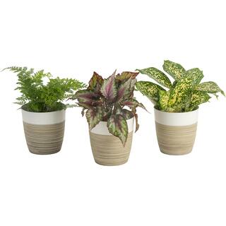 Costa Farms O2 for You Indoor Houseplant Collection in 4 in. Decor Pot Avg. Shipping Height 10 in. Tall (3-Pack) CO.O2FUBAM