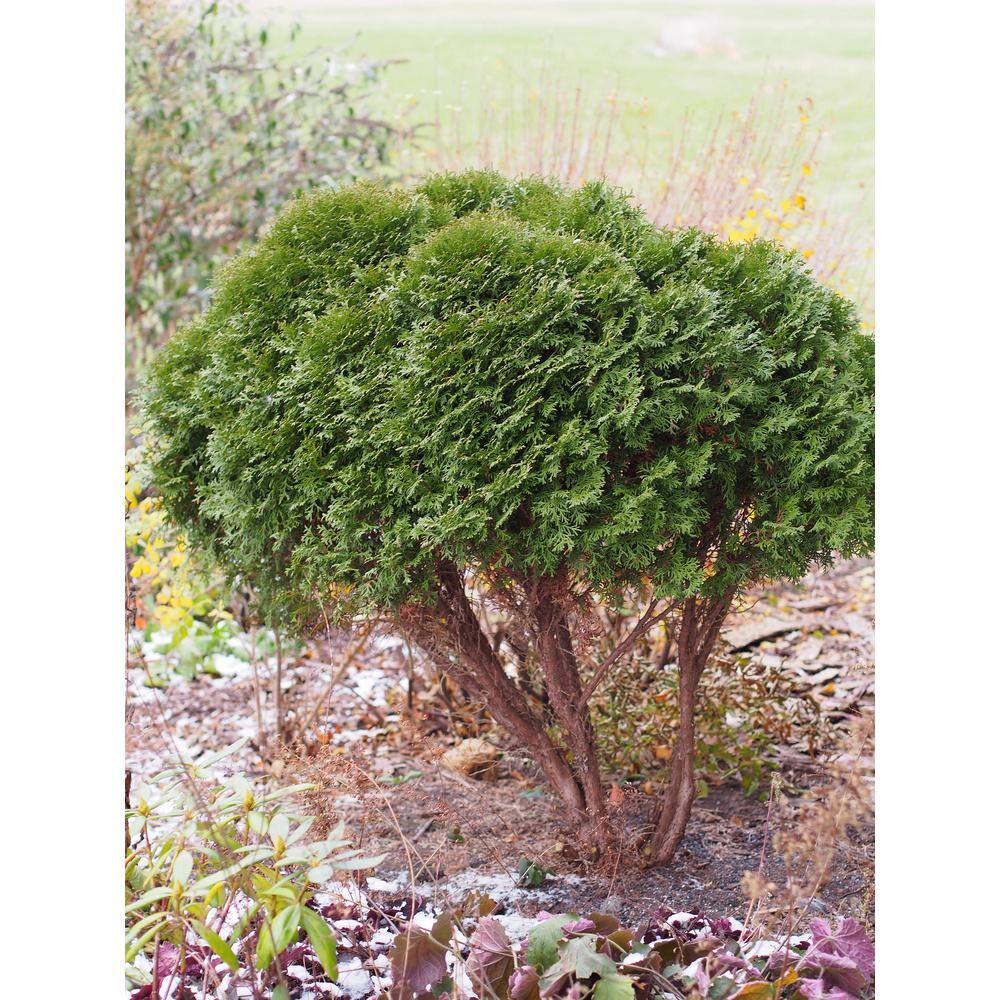 Online Orchards 1 Gal. Little Giant Arborvitae Shrub CFAR003