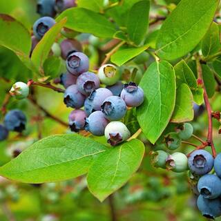 SOUTHERN LIVING 2 Gal. Hello Darlin Blueberry Deciduous Fruit Bearing Plant Which Produces Medium Sized Blueberries 92792