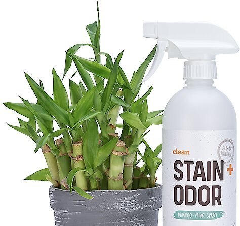 Litterbox.com Stain + Odor Bamboo Mint Spray， 24-oz bottle