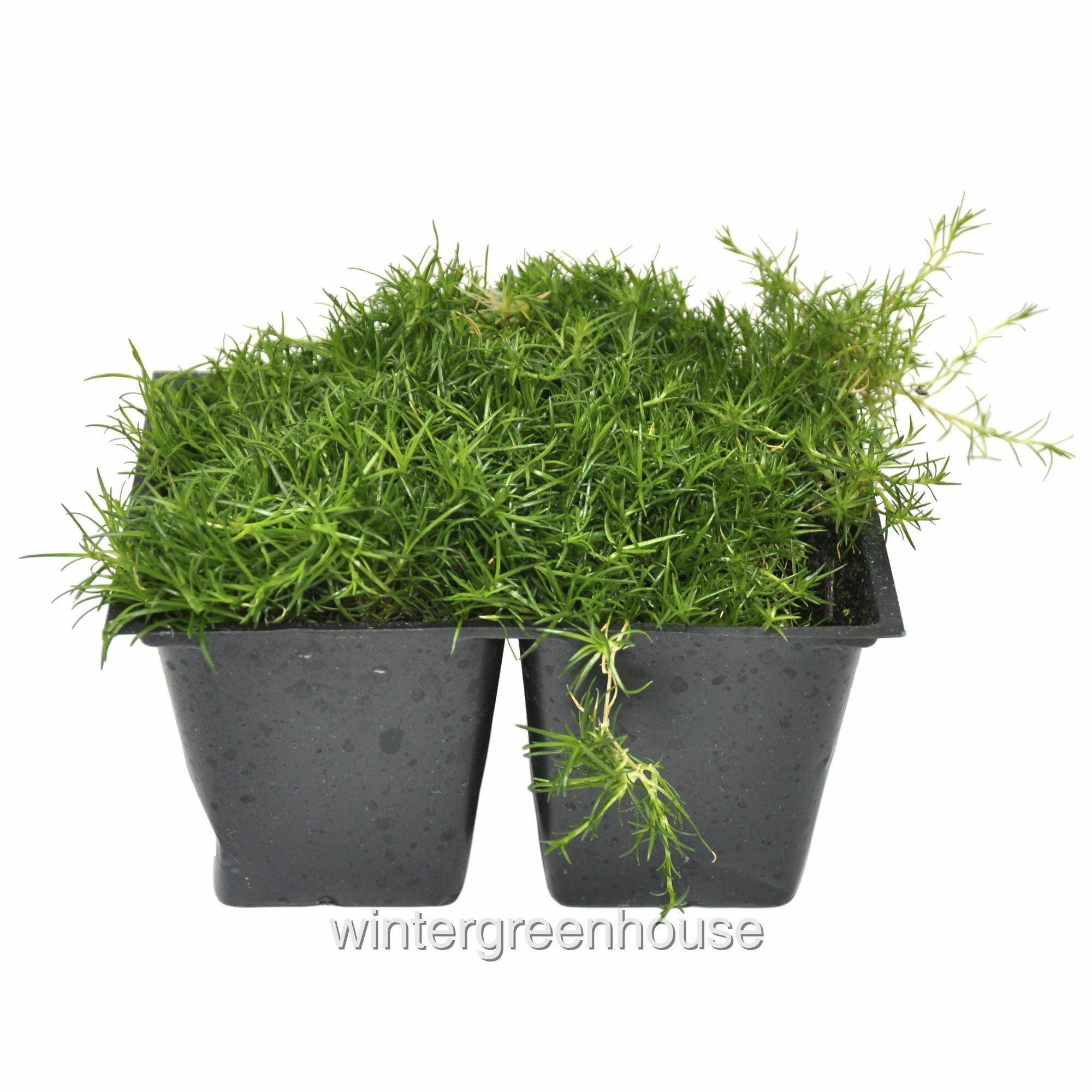 Sagina Subulata， Irish Moss Ground Cover， Pack Of 4 Plants - Pot Size: 4x 2.63x1.72x2.75