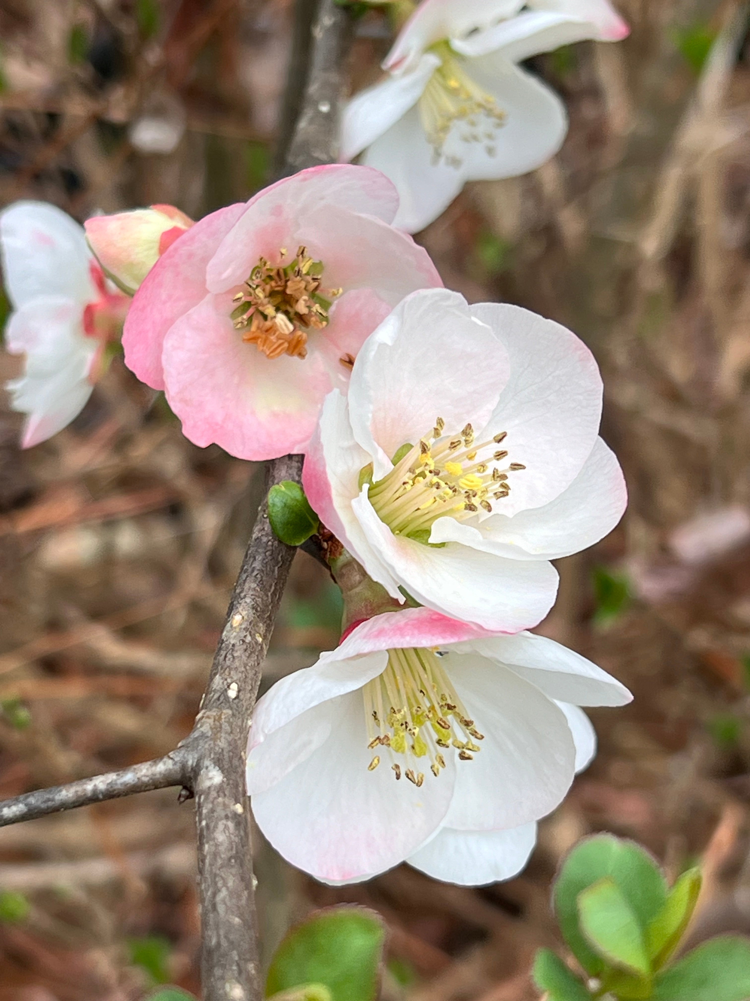 Toyo-Nishiki Flowering Quince