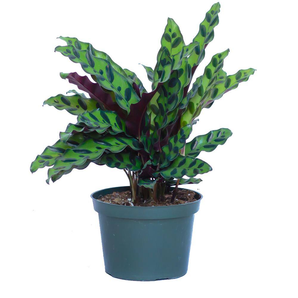 United Nursery Little Calathea Rattlesnake Plant in 6 inch Grower Pot 79016