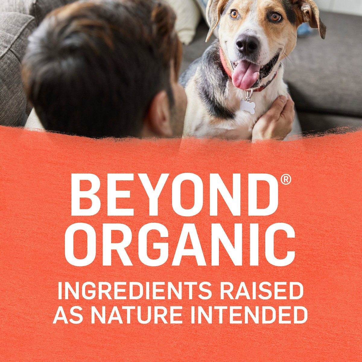 Purina Beyond Organic Chicken and Sweet Potato Recipe Wet Dog Food， 13-oz can， case of 12