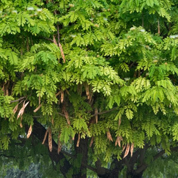 Albizia Lebbeck, Frywood - 0.5 kg Seeds