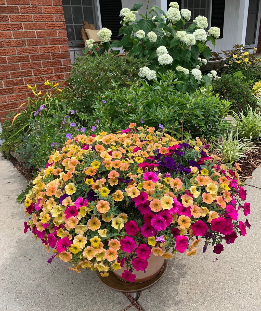 4.25 in. Eco+Grande， Supertunia Honey (Petunia) Live Plant， Yellow and Pink Flowers (4-Pack)