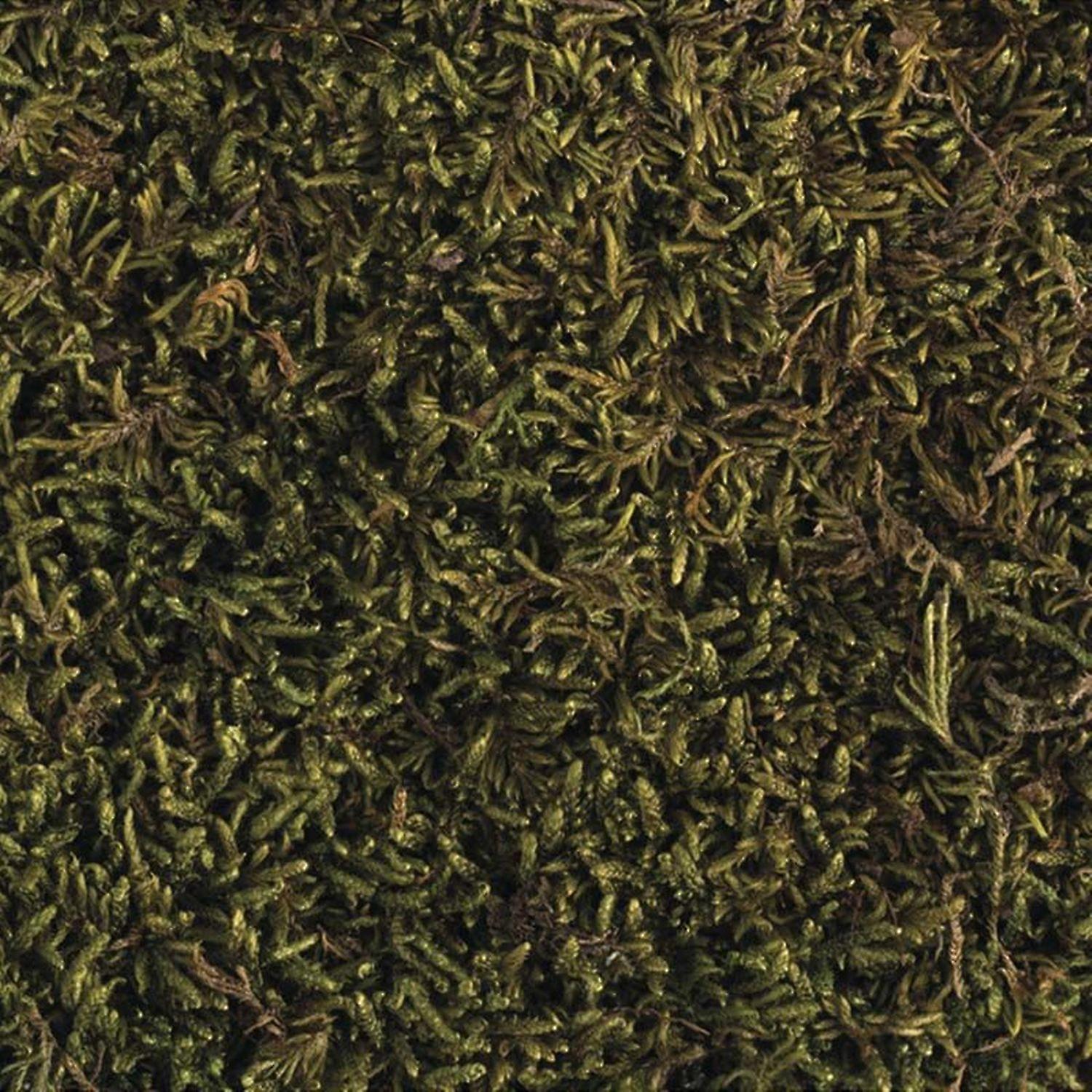 Dried moss 3 x 100g trays