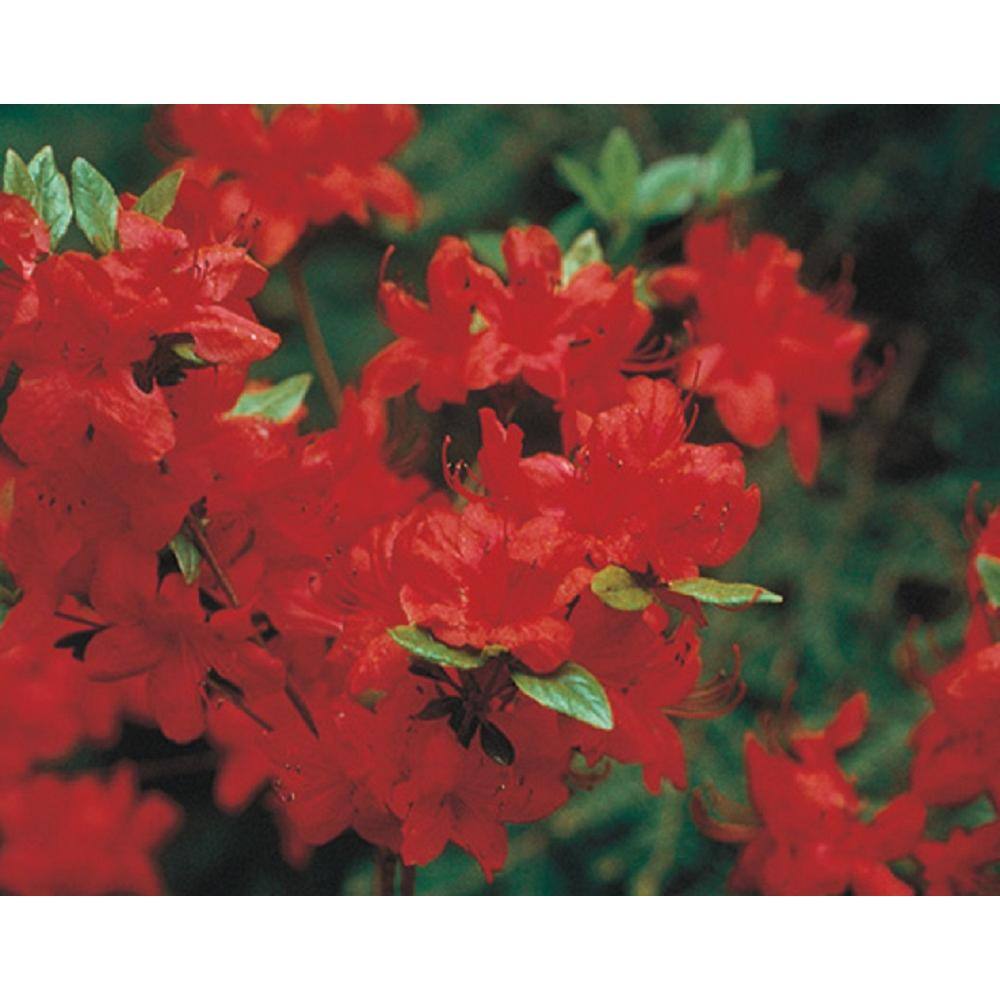 BELL NURSERY 1 Gal. Azalea Johanna Live Flowering Evergreen Shrub Red Flowers AZLEA1JOH1PK