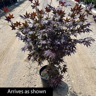 Spring Hill Nurseries 2.25 Gal. Pot Bloodgood Japanese Maple Ornamental Tree (1-Pack) 91653