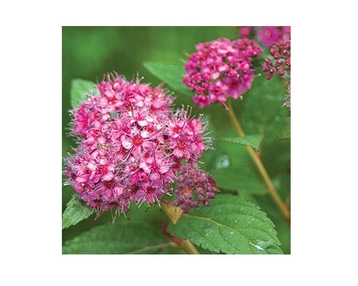 Capstone Plants Spiraea Proven Winner Assorted Colors 8 Inch Pot