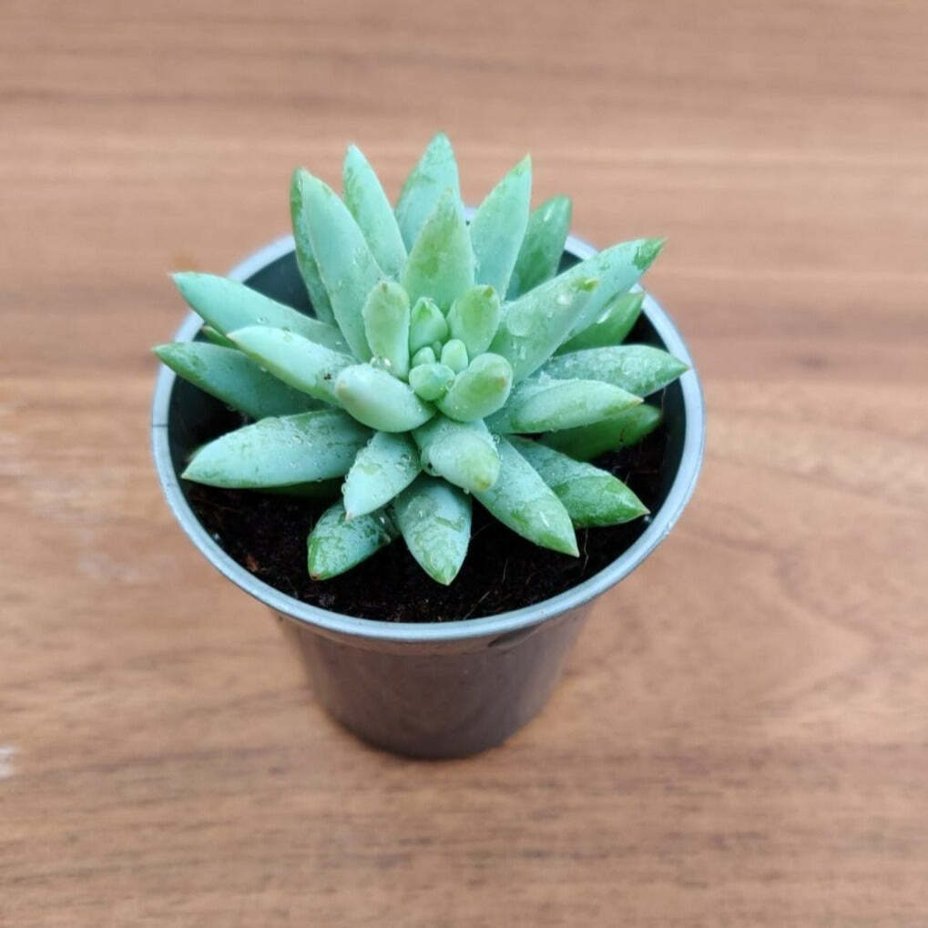 Sedeveria  Silver Small Succulent Plant