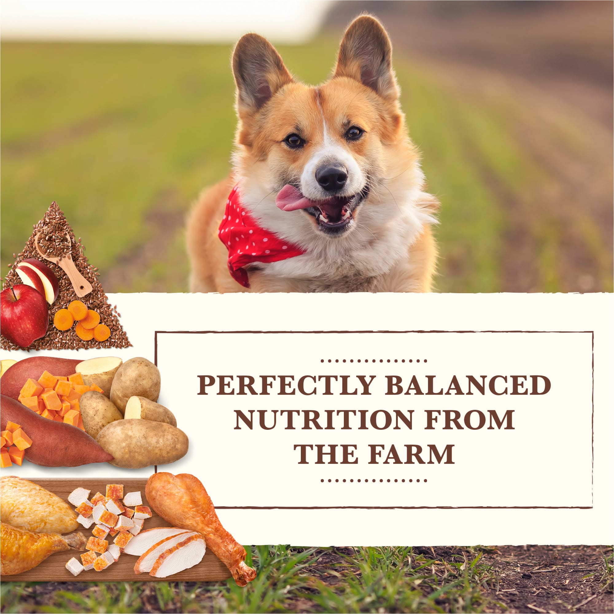 Whole Earth Farms Grain Free Small Breed Chicken and Turkey Recipe Dry Dog Food， 4 lbs.