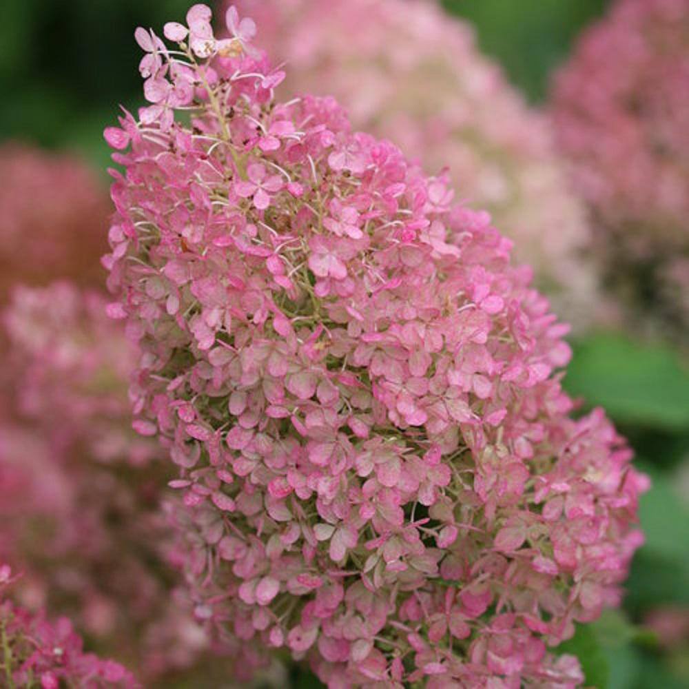 BELL NURSERY 3 Gal. Bobo Hydrangea (Paniculata) Live Flowering Shrub with White to Pink Flowers PWHYD3BOB1PK