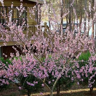 7 Gal. Harvester Peach Tree PCHHAR07G