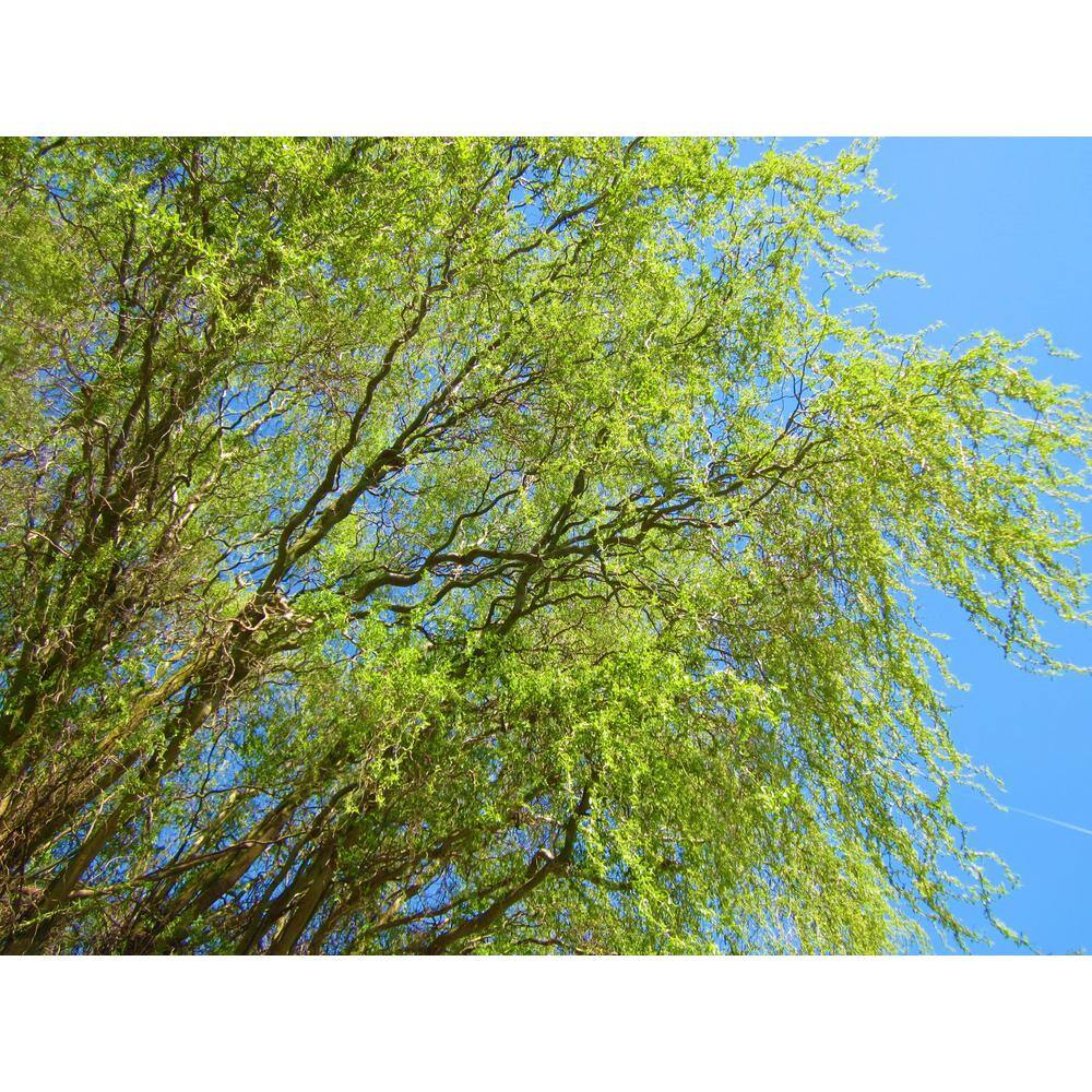 Online Orchards 3 ft. - 4 ft. Tall Bare-Root Corkscrew Willow Tree SHWI003