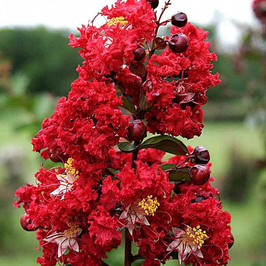 Red Crape Myrtle