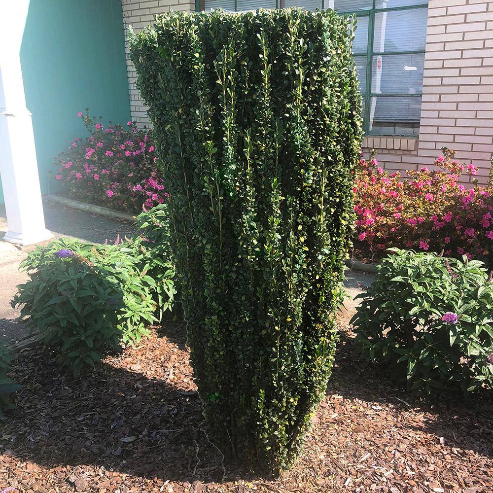 7 Gal. Holly Sky Pencil Shrub with Dark Green Foliage 15865