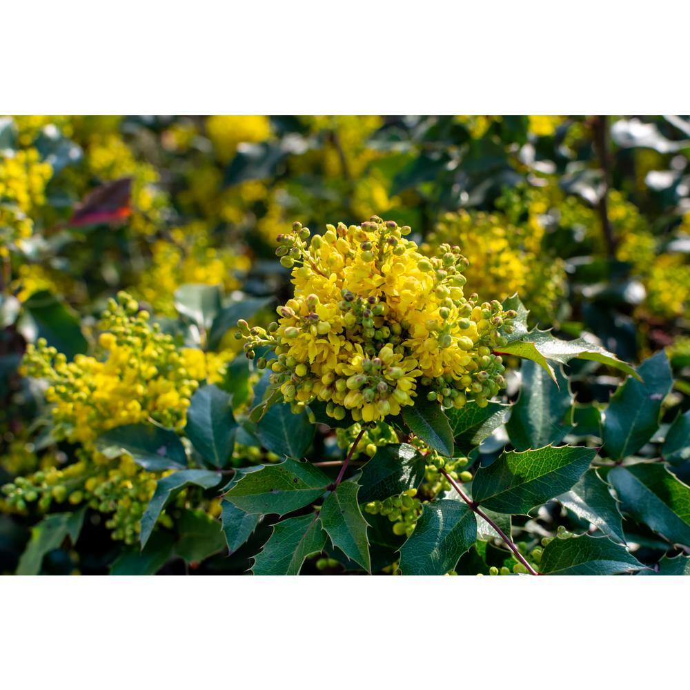 Online Orchards 1 gal. Oregon Grape Flowering Shrub with Evergreen and Burgundy Foliage Yellow Flowers and Blue Fruit (2-Pack) SBMH001