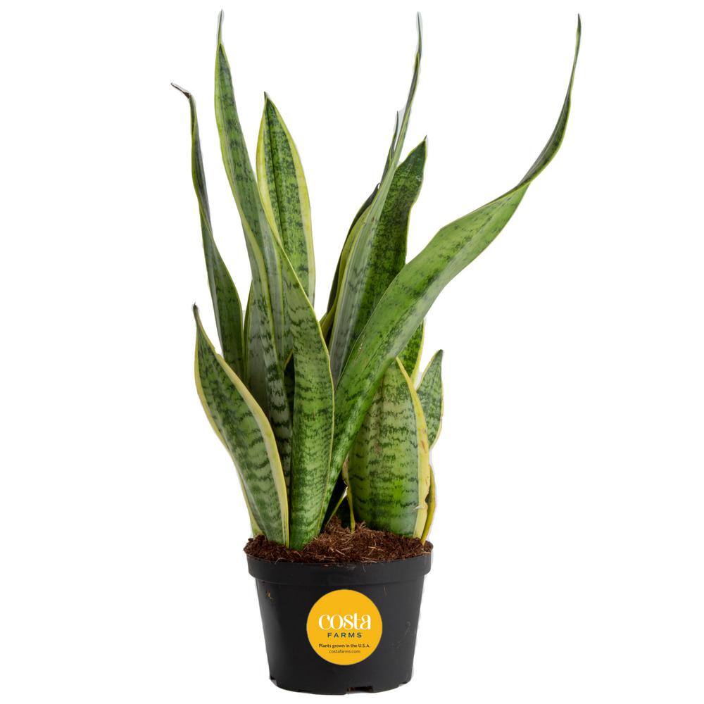 Costa Farms Grower's Choice Sansevieria Indoor Snake Plant in 6 in. Grower Pot Avg. Shipping Height 1-2 ft. Tall 6SANZ