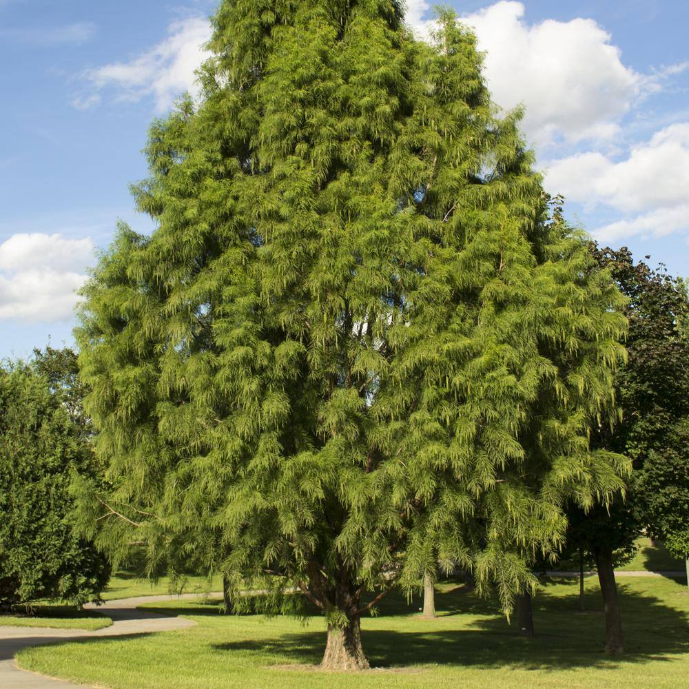 national PLANT NETWORK 2.25 Gal. Deciduous Bald Cypress Tree HD7076