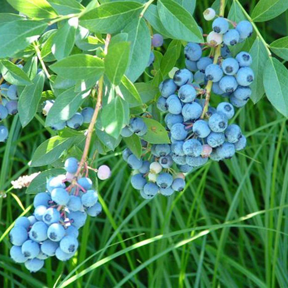 Gurney's 2.25 Gal. Pot Liberty Blueberry Shrub Live Deciduous Fruit Bearing Plant (1-Pack) 88765
