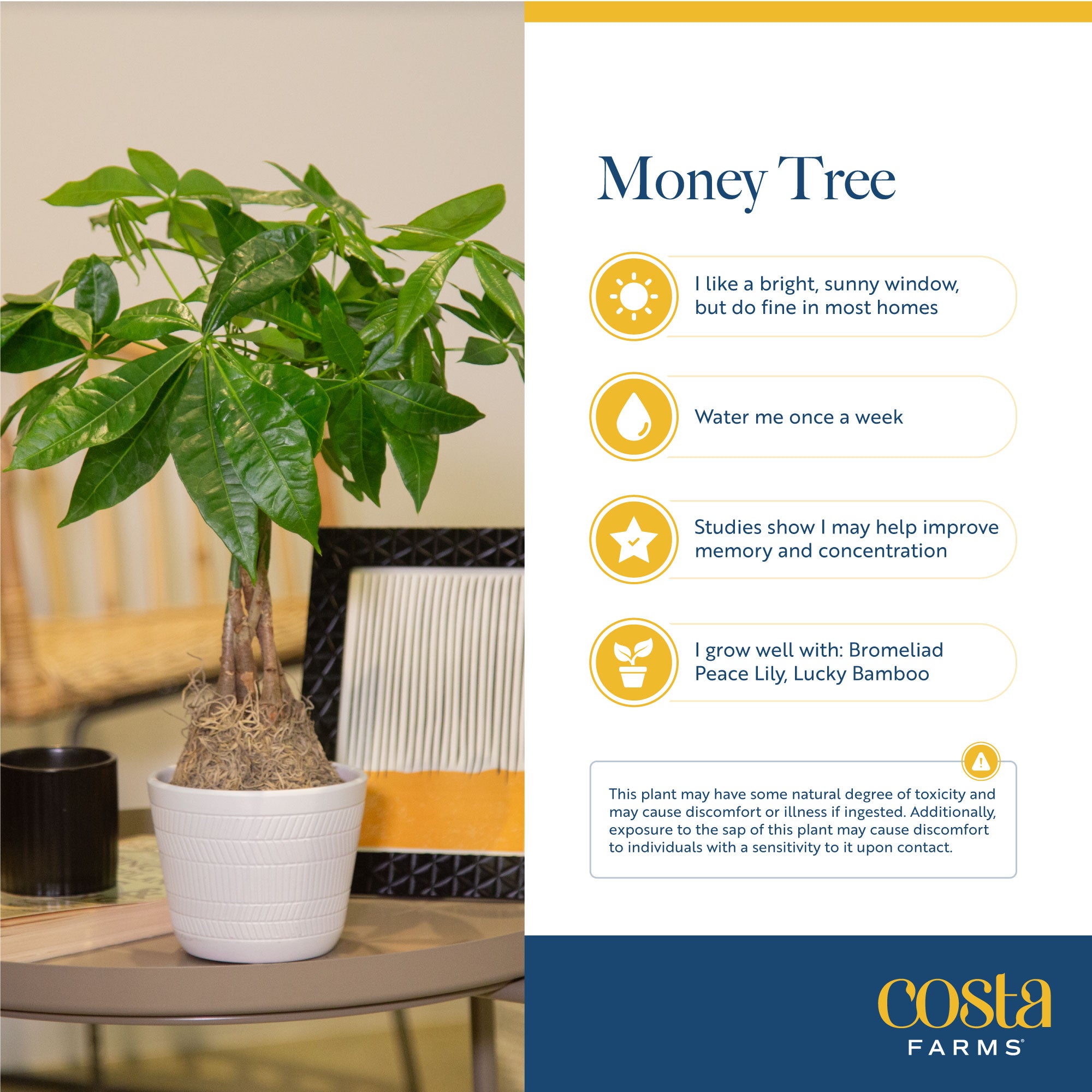 Costa Farms  Live Indoor 16in. Tall Green Money Tree; Medium， Indirect Light Plant in 5in. Terra Cotta