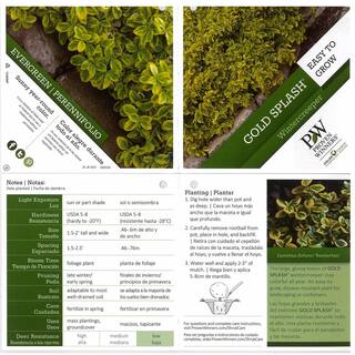 PROVEN WINNERS 4.5 in. Qt. Gold Splash Wintercreeper (Euonymus) Live Evergreen Shrub Green and Yellow Foliage EUOPRC1017800