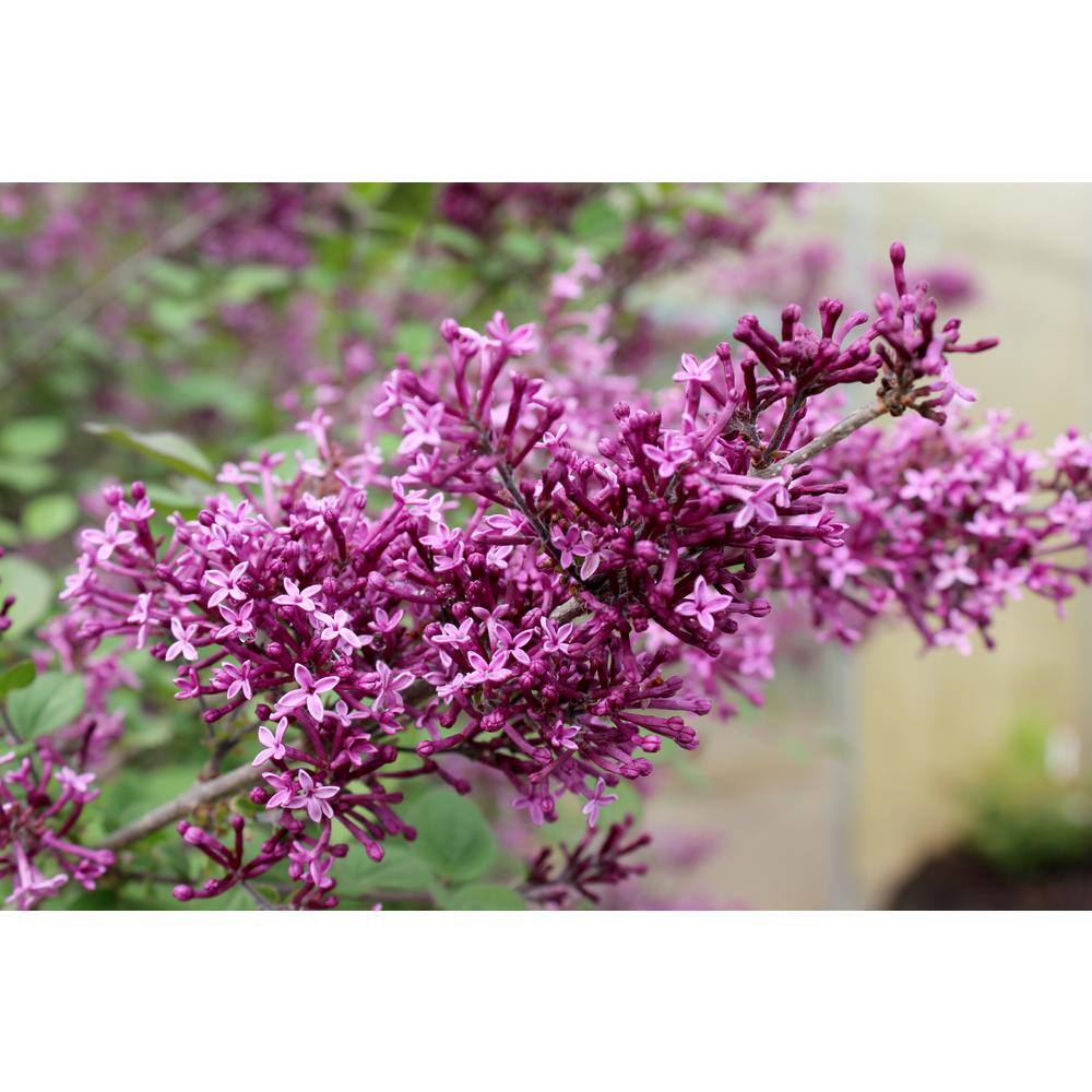 PROVEN WINNERS 2 Gal. Bloomerang Dark Purple Reblooming Lilac (Syringa) Live Shrub with Deep Purple Flowers PWSPA2BLM1PK