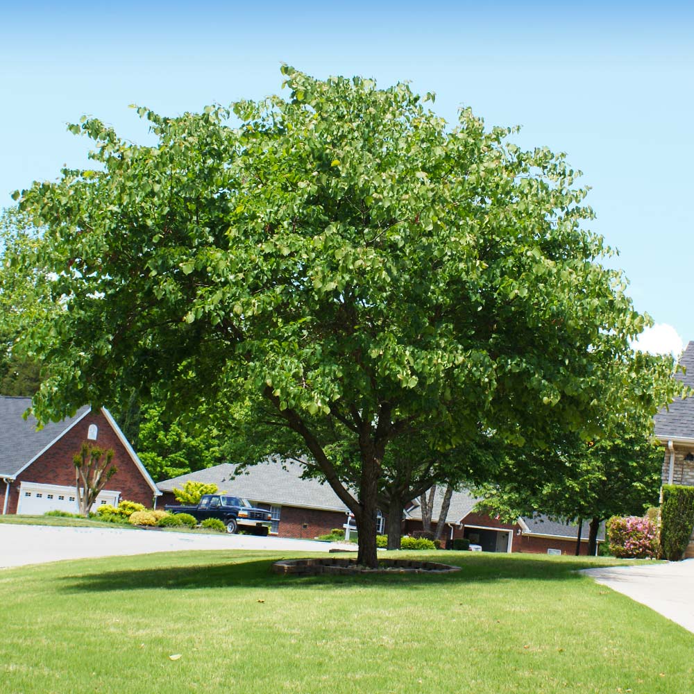 Eastern Redbud